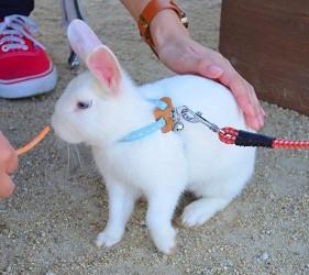                小白兔好乖完全不