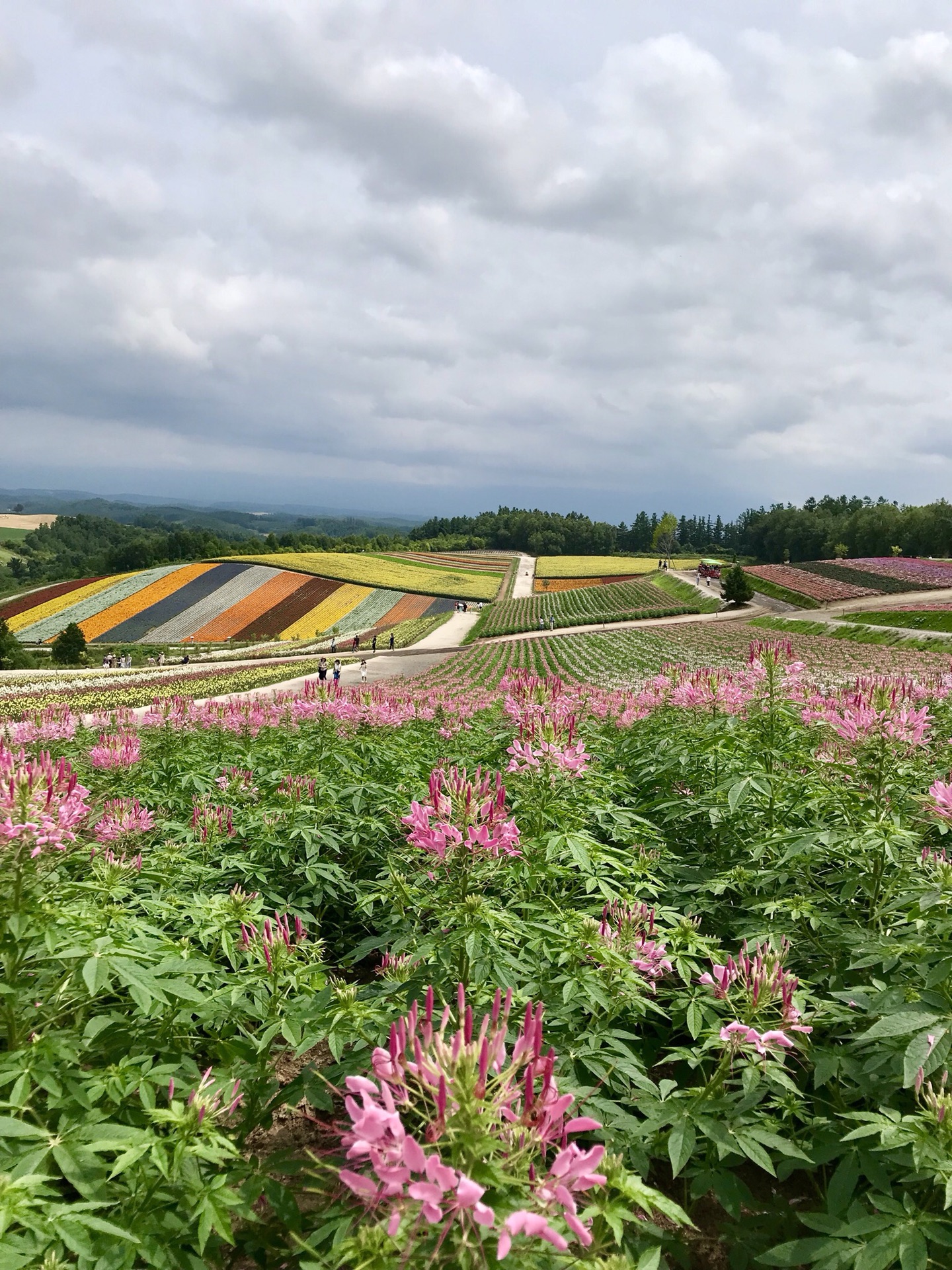 北海道自助遊攻略