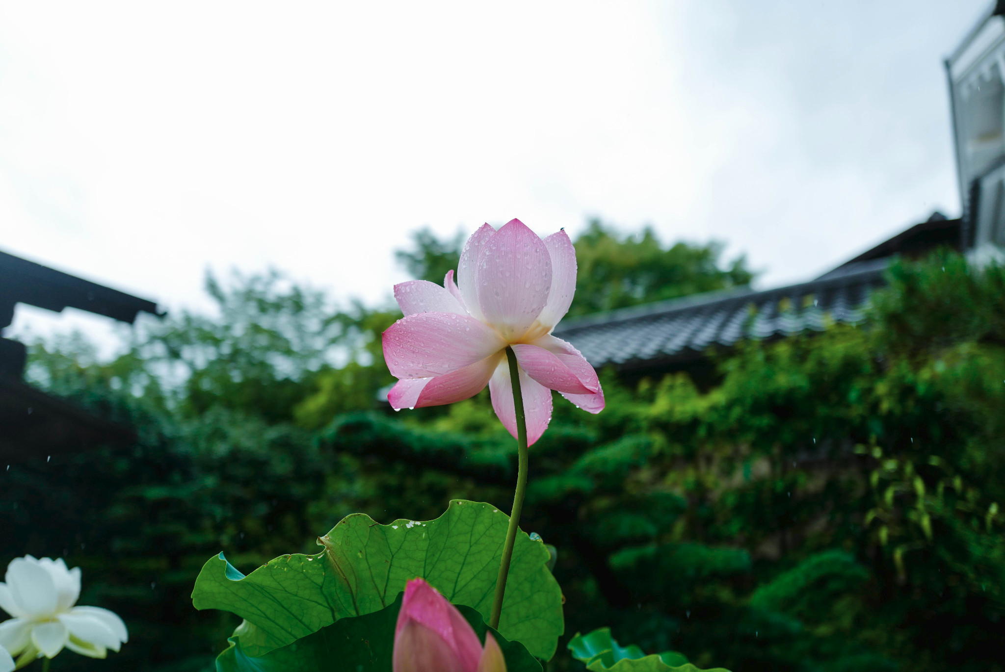 京都自助遊攻略