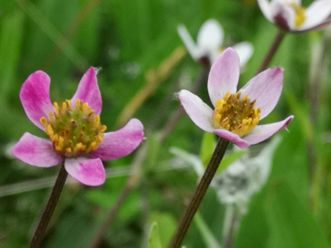 【玛曲景点图片】吉祥花滩