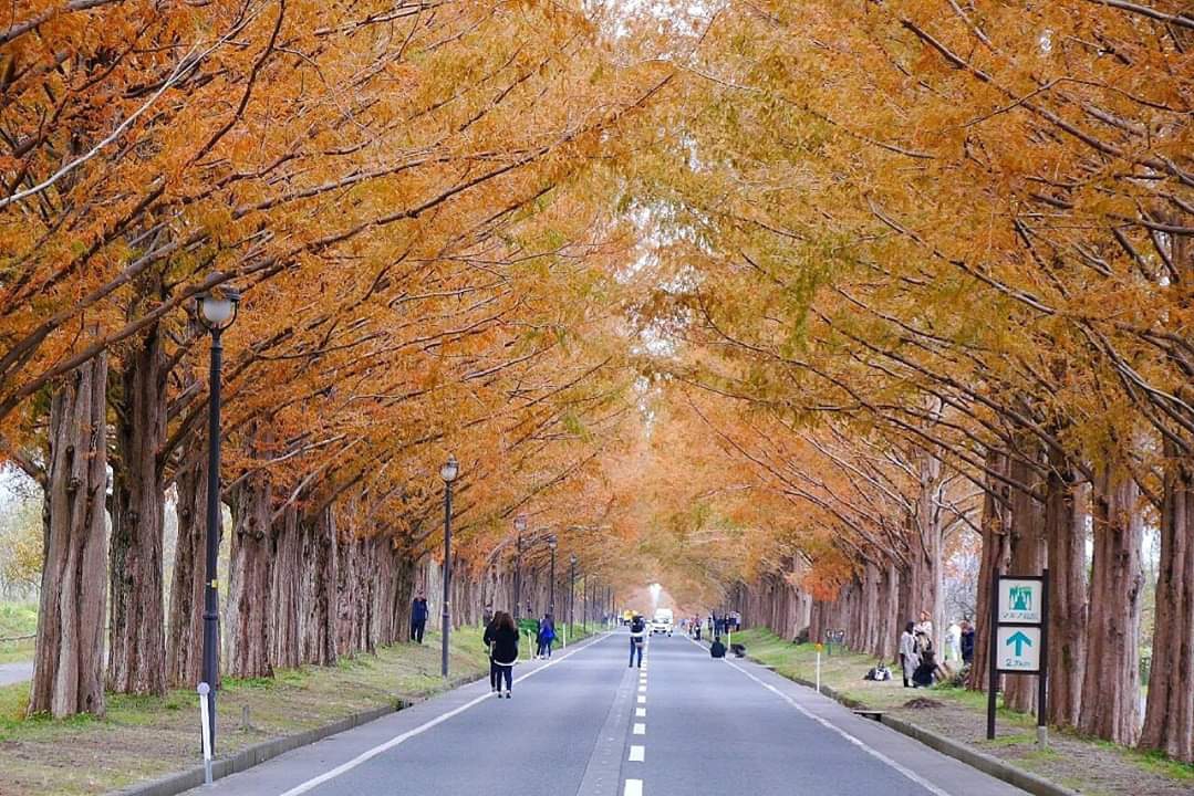 京都自助遊攻略