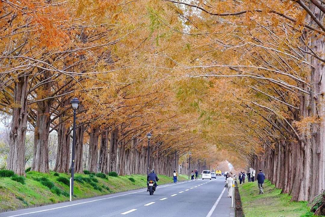 京都自助遊攻略