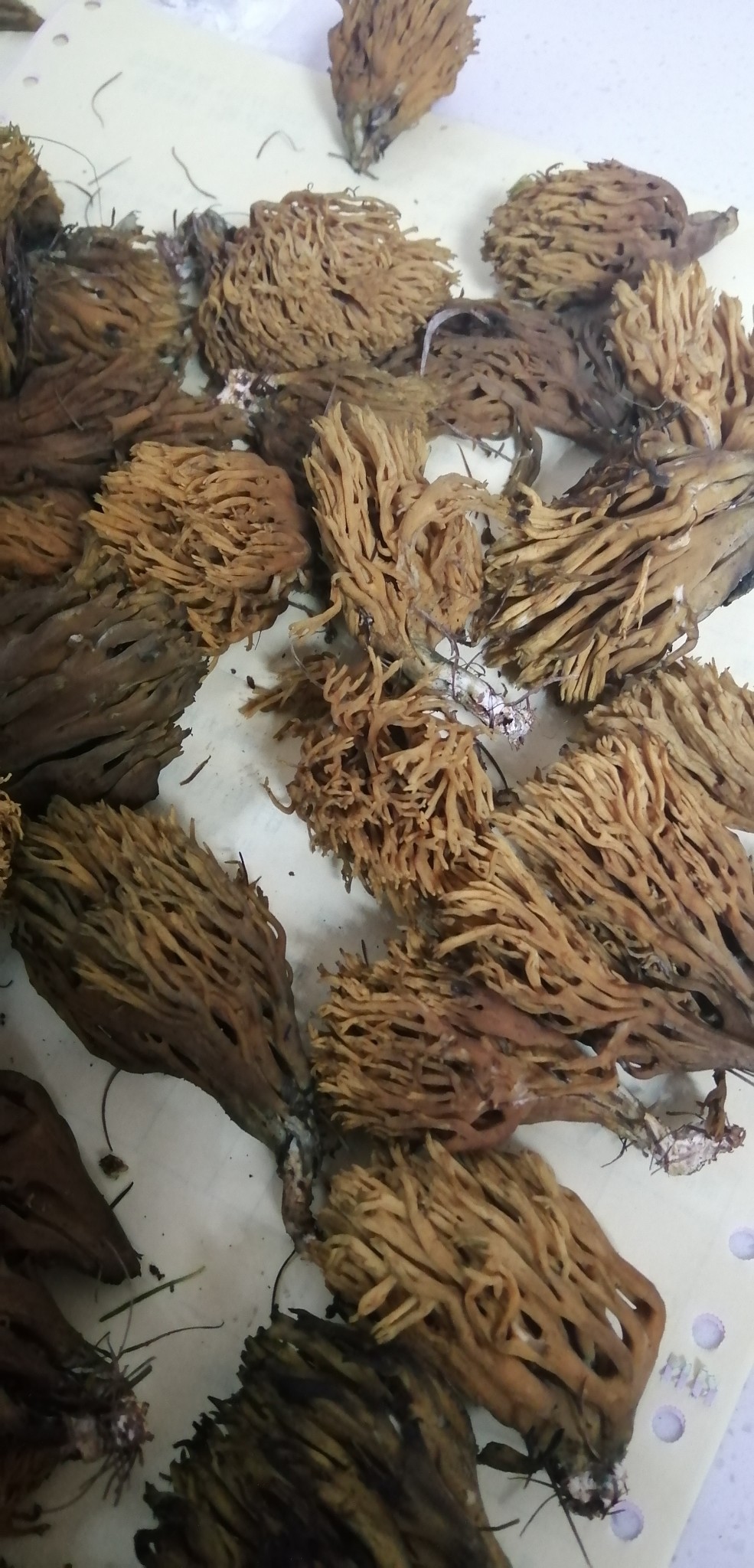 蘑菇永川龙图片