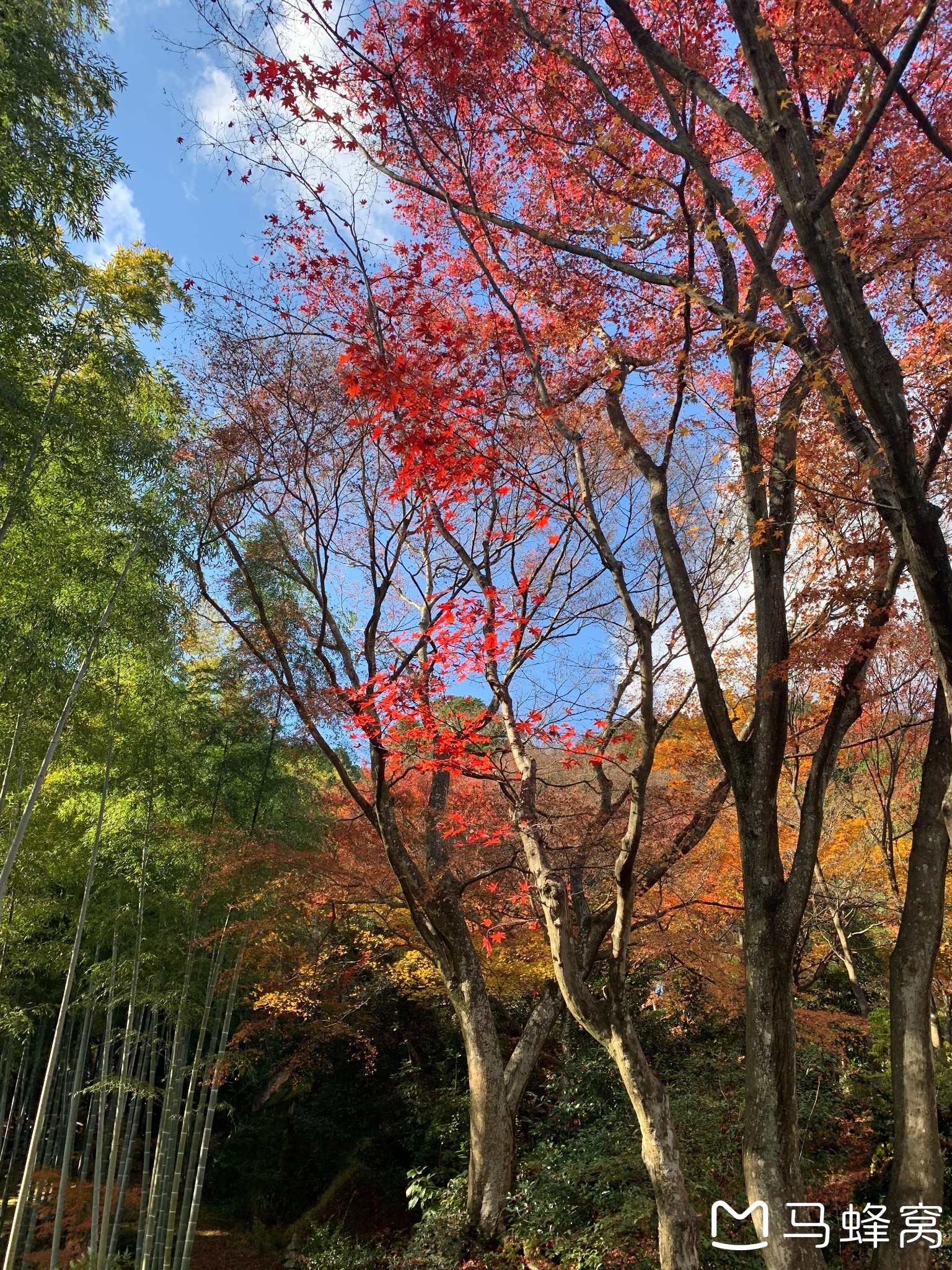 京都自助遊攻略