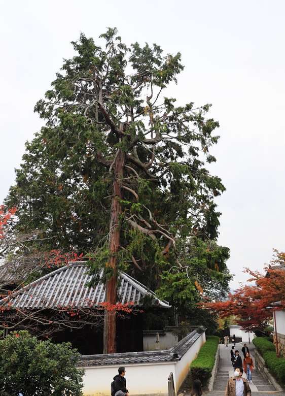 京都自助遊攻略