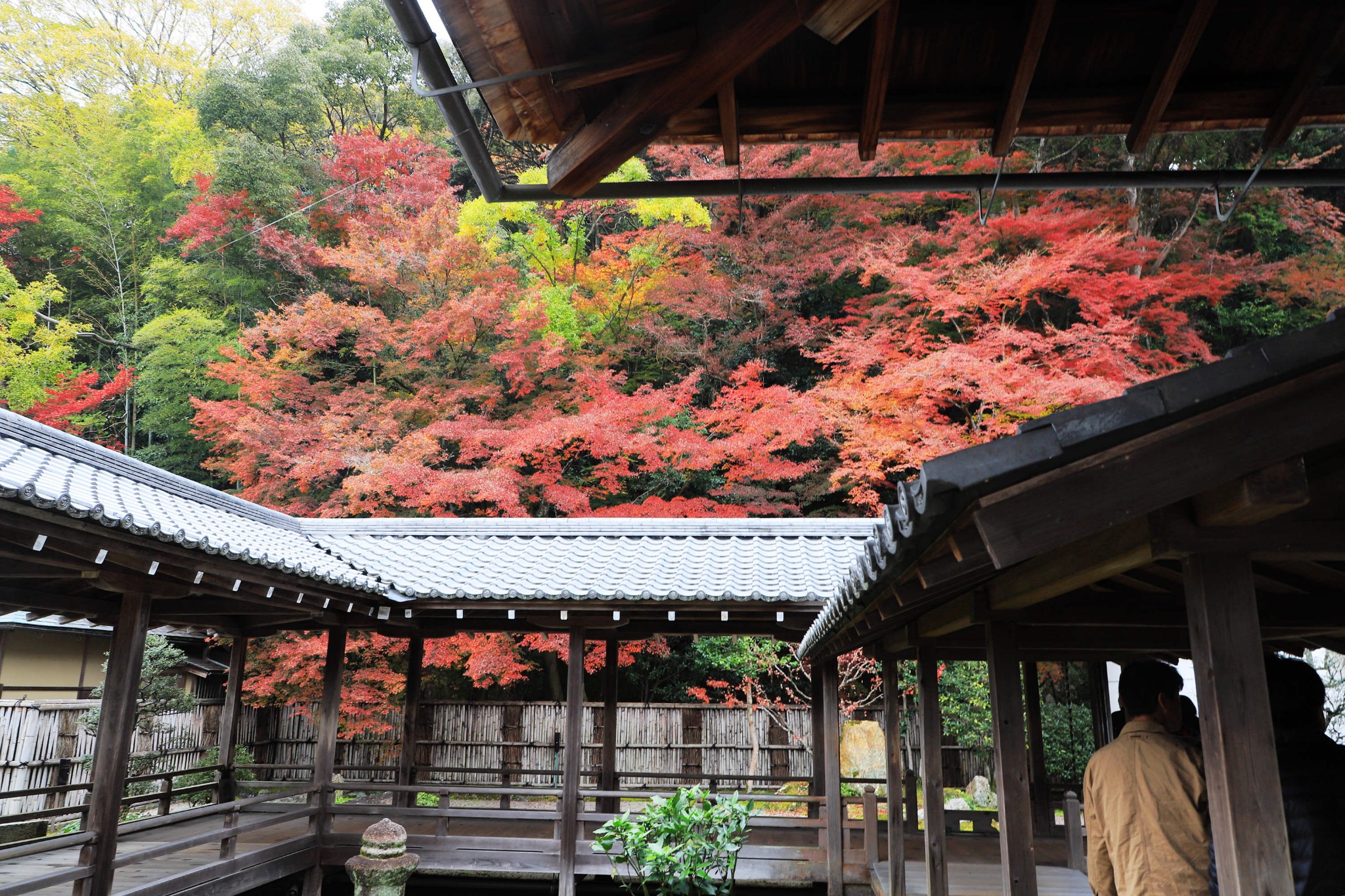 京都自助遊攻略