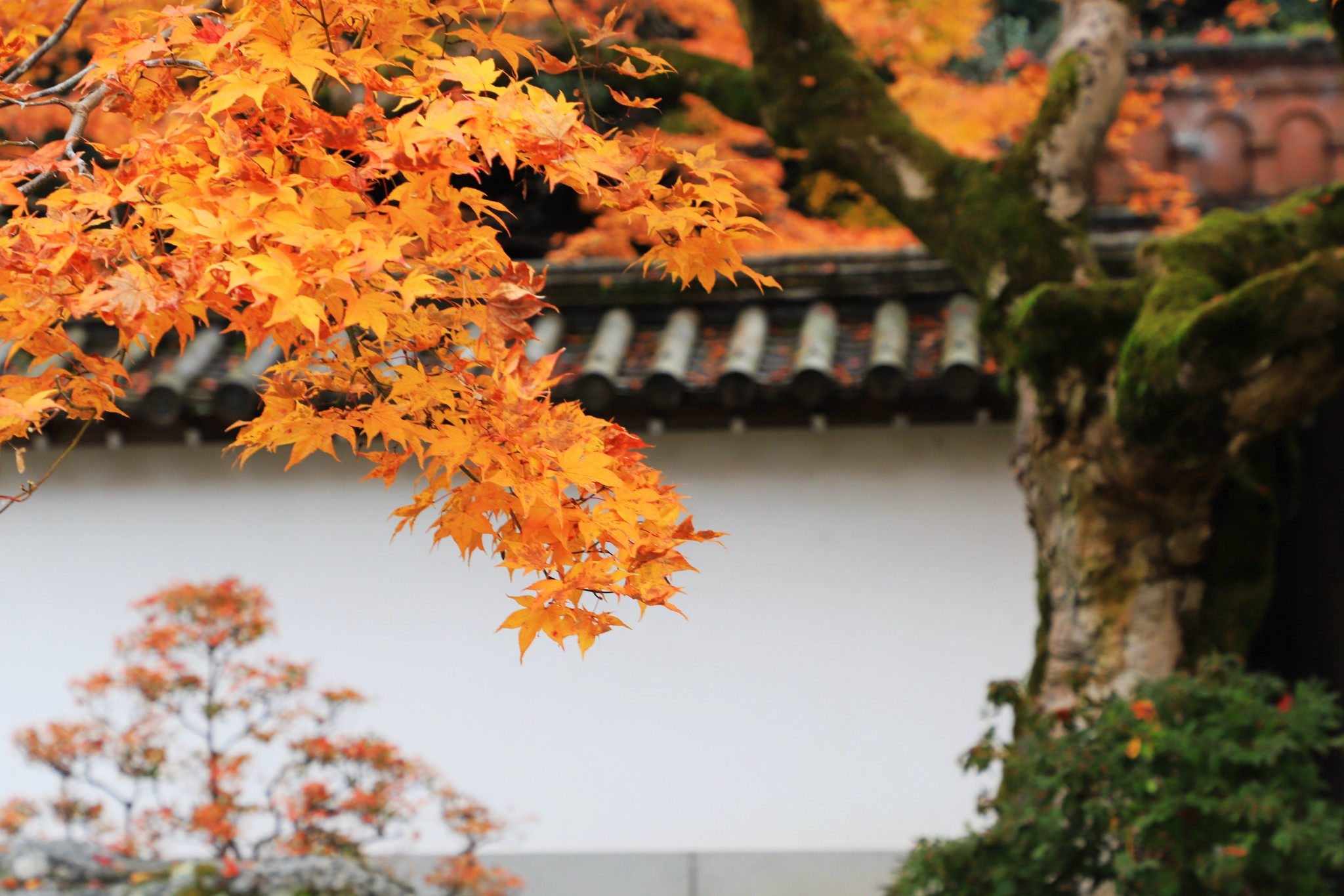 京都自助遊攻略