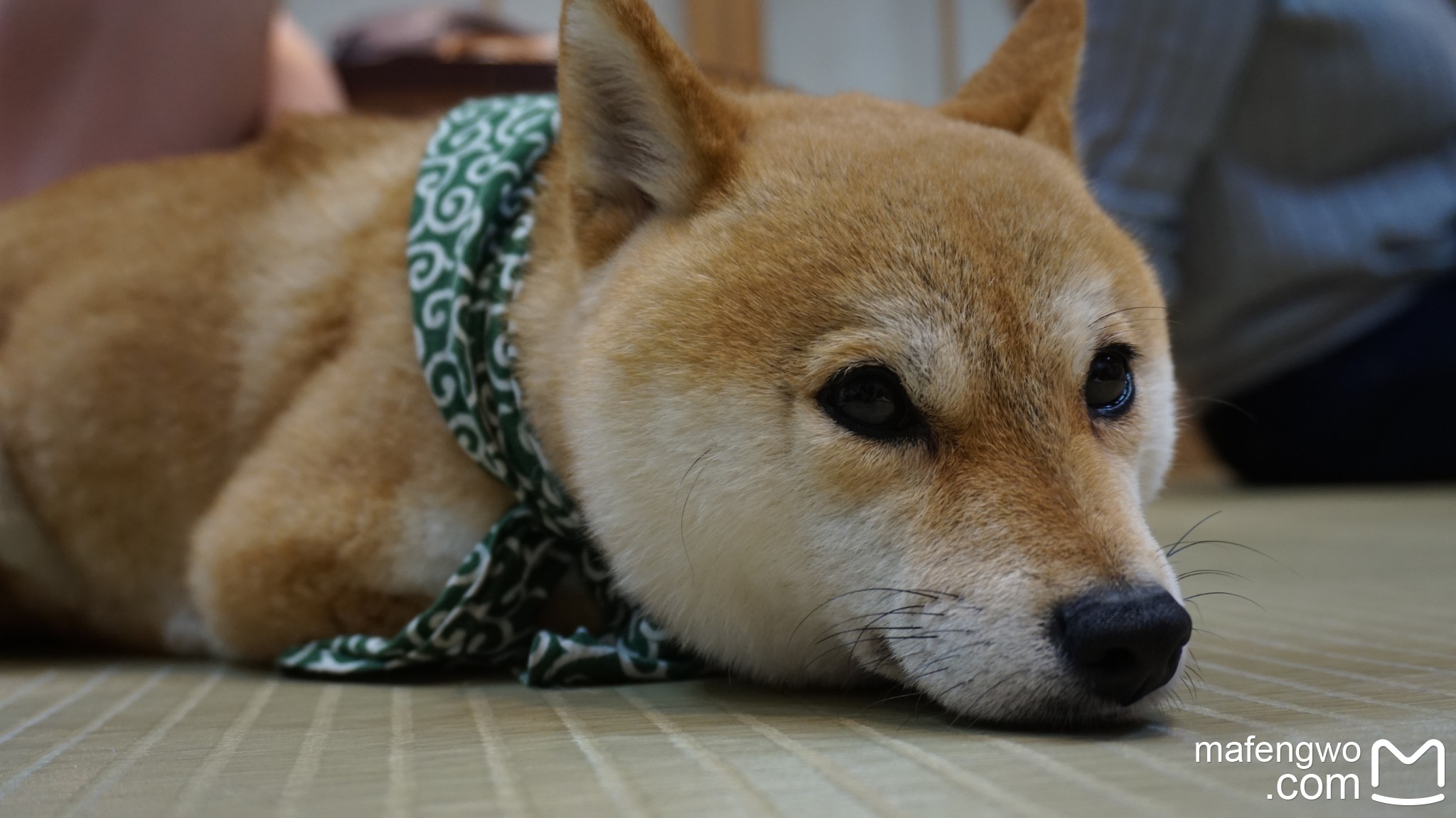 京都自助遊攻略