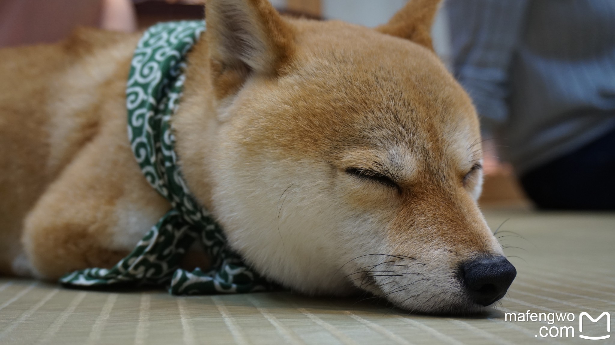 京都自助遊攻略