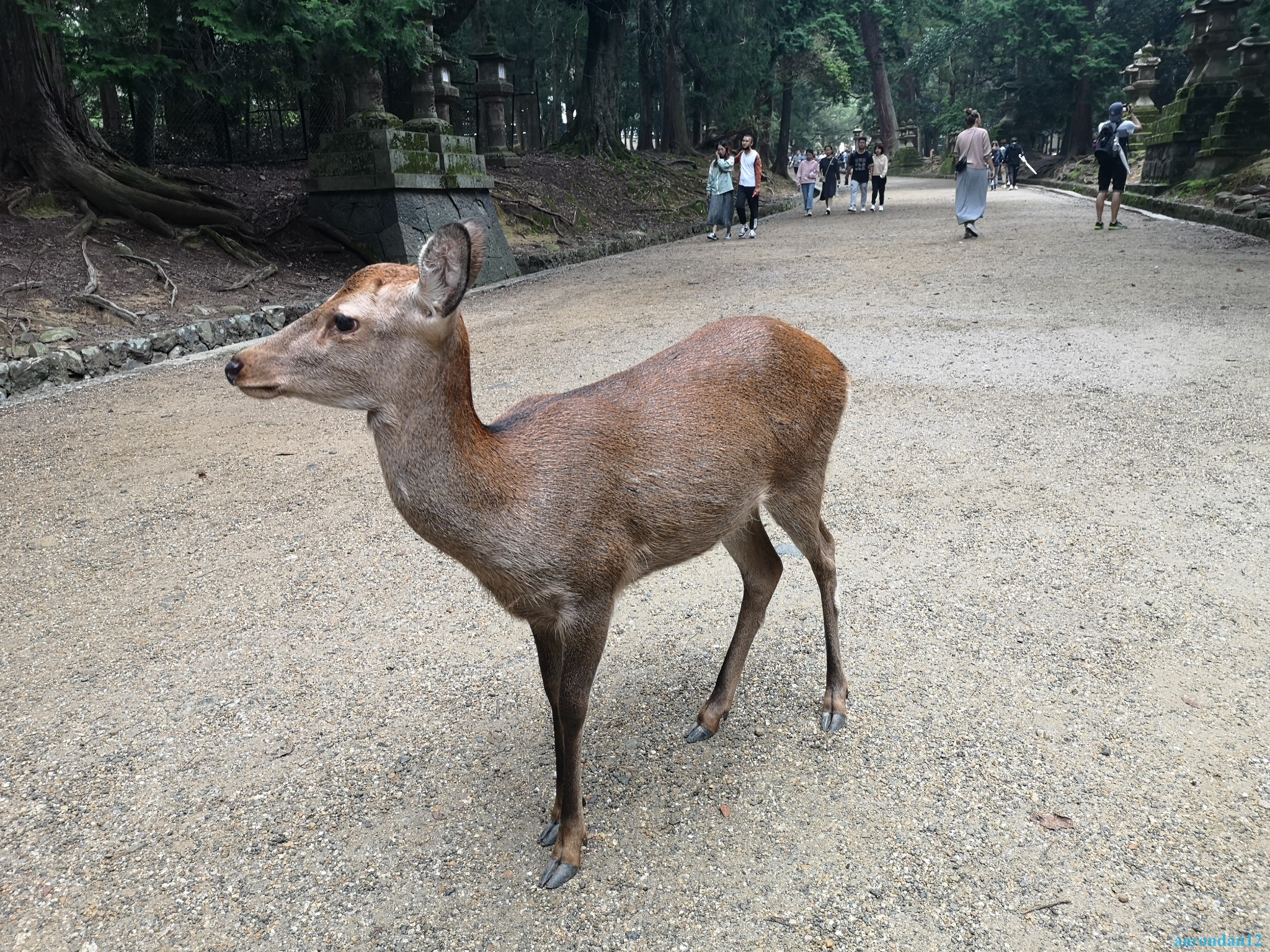 京都自助遊攻略