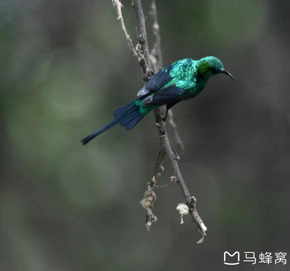 坦桑尼亞自助遊攻略