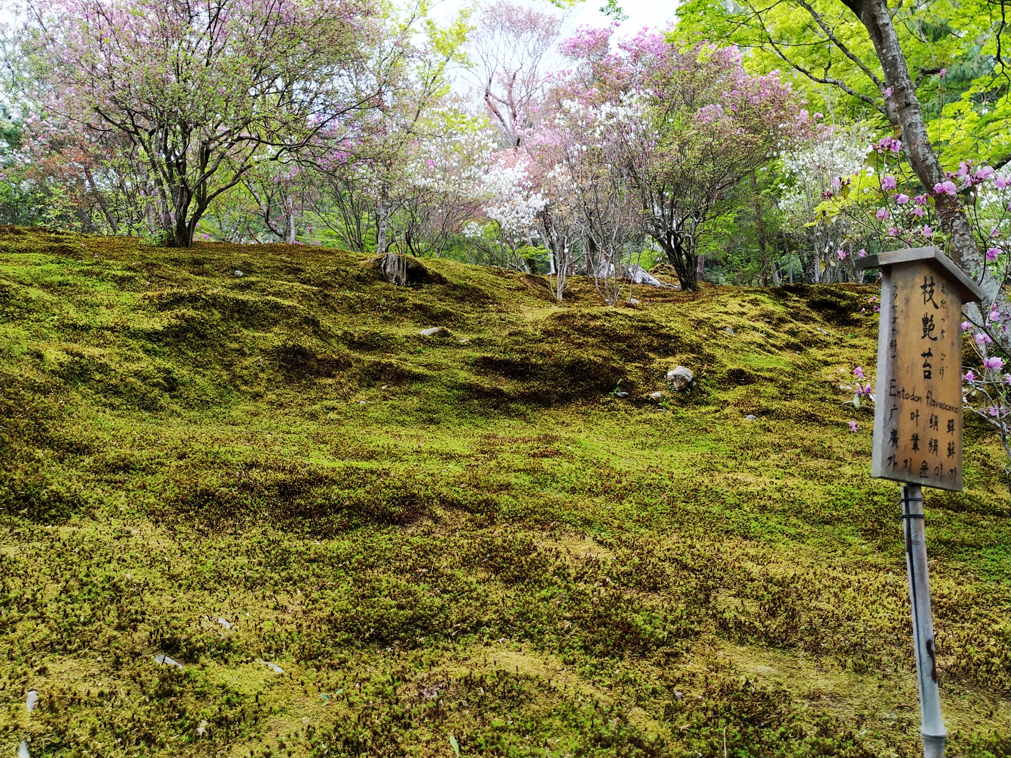 京都自助遊攻略