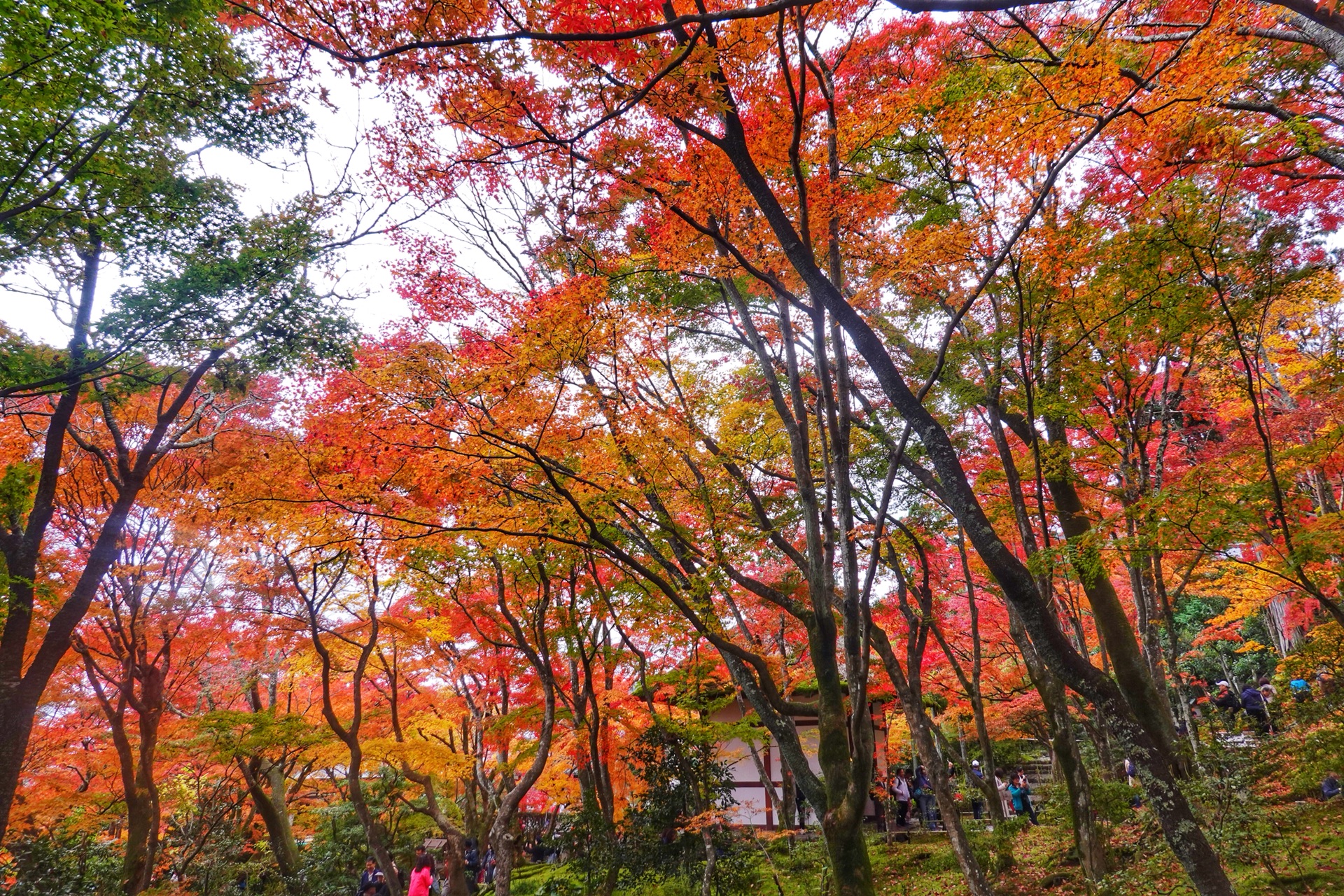 京都自助遊攻略