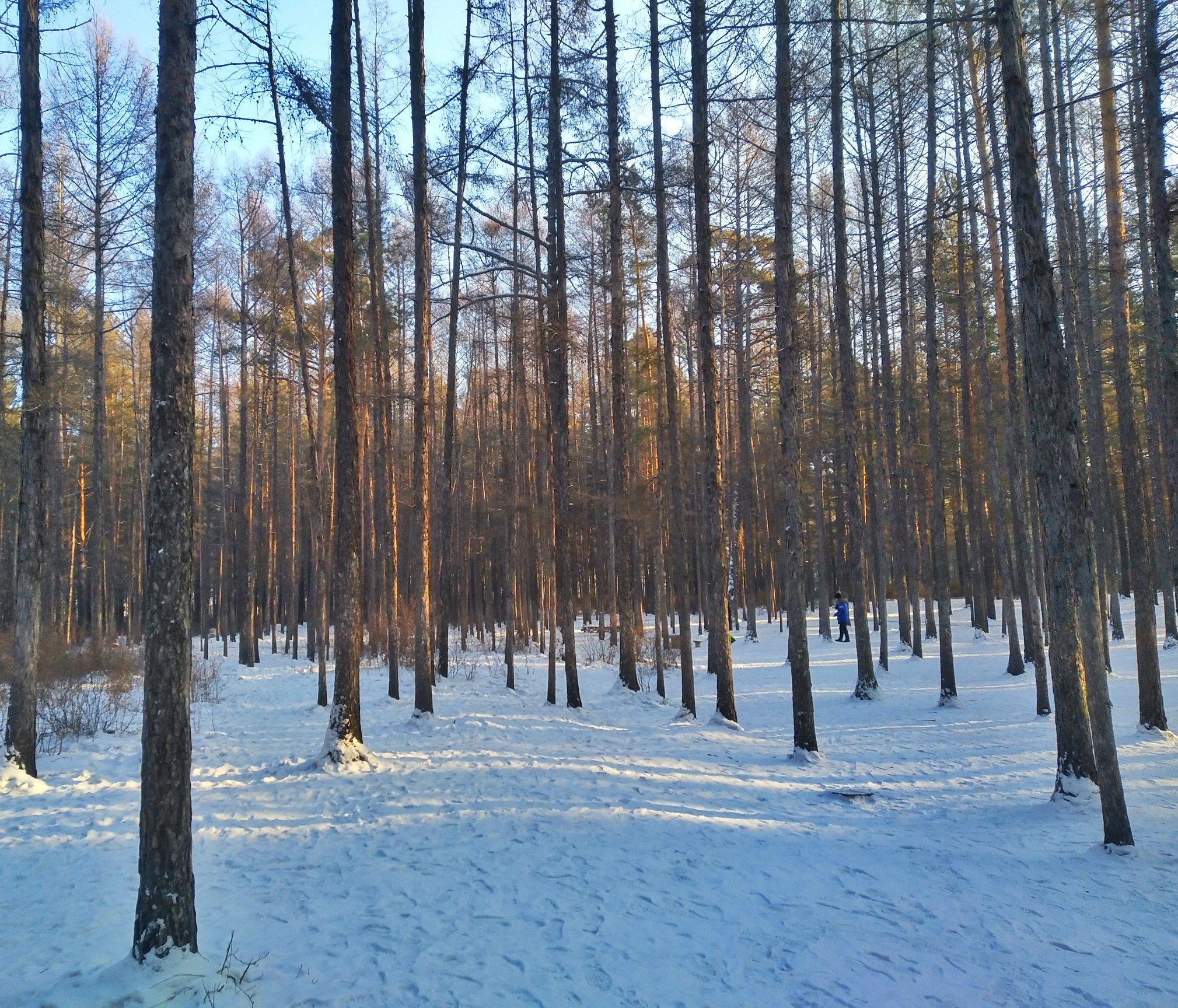 松苑原始森林公园