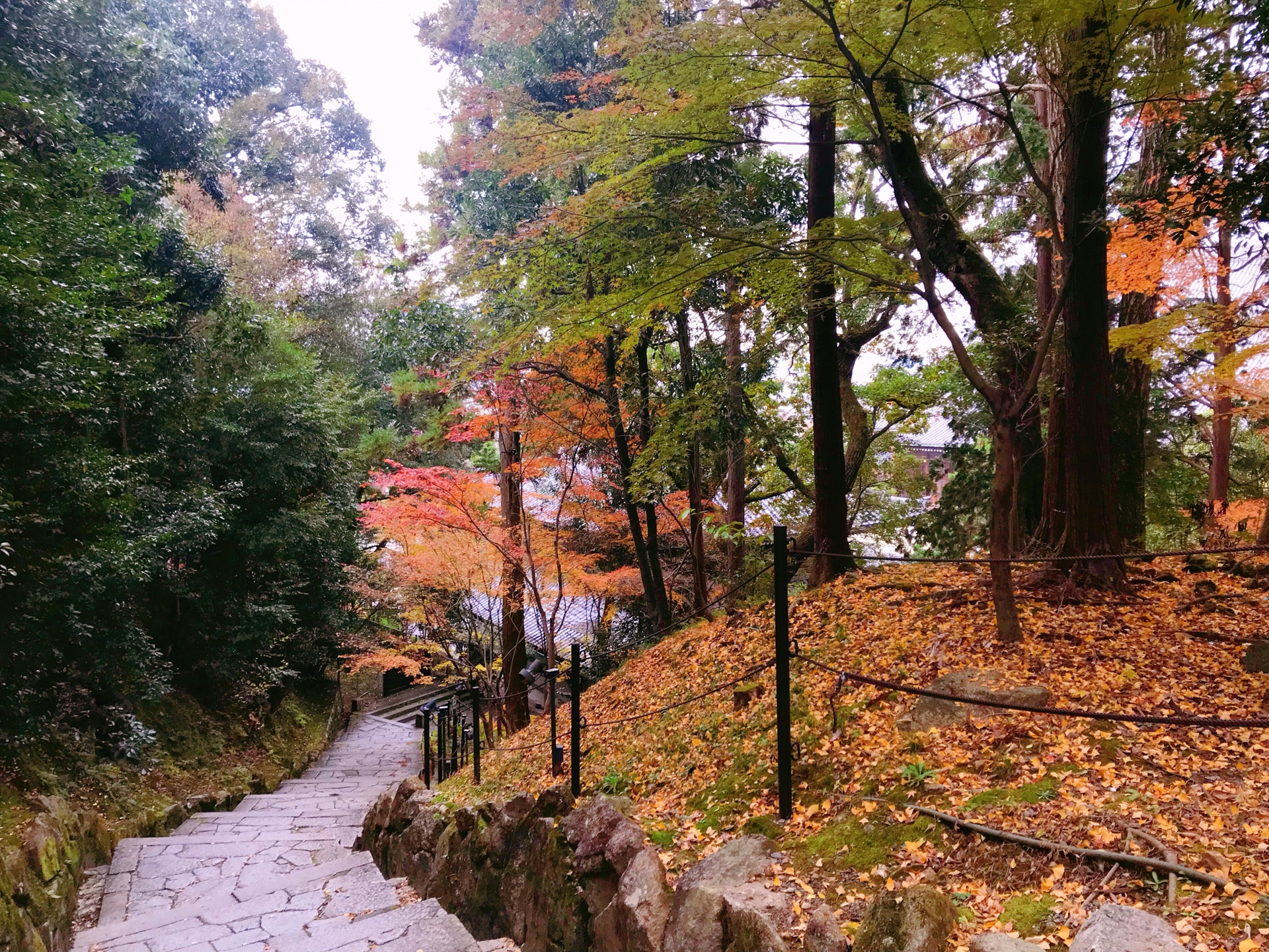 京都自助遊攻略