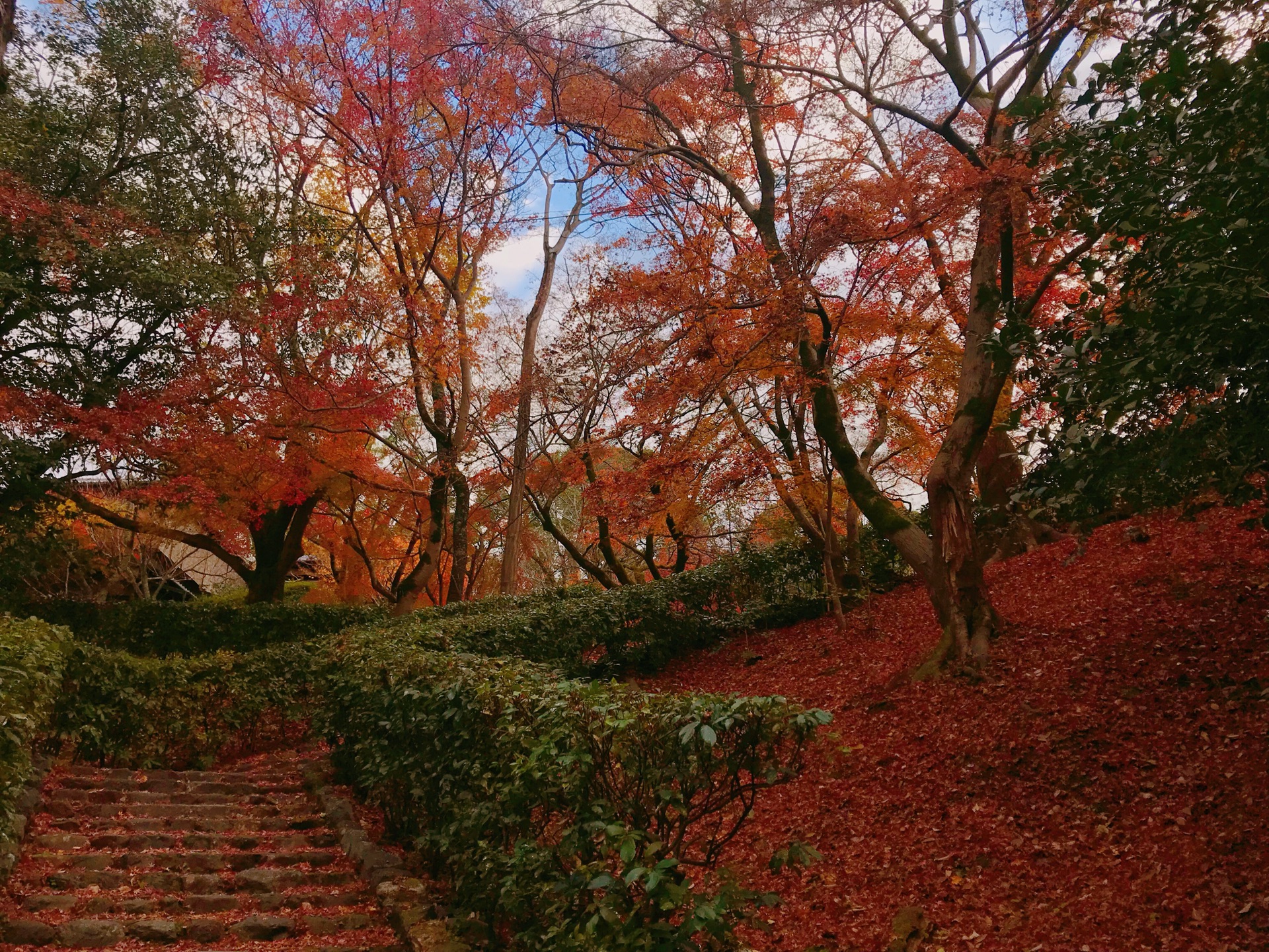 京都自助遊攻略