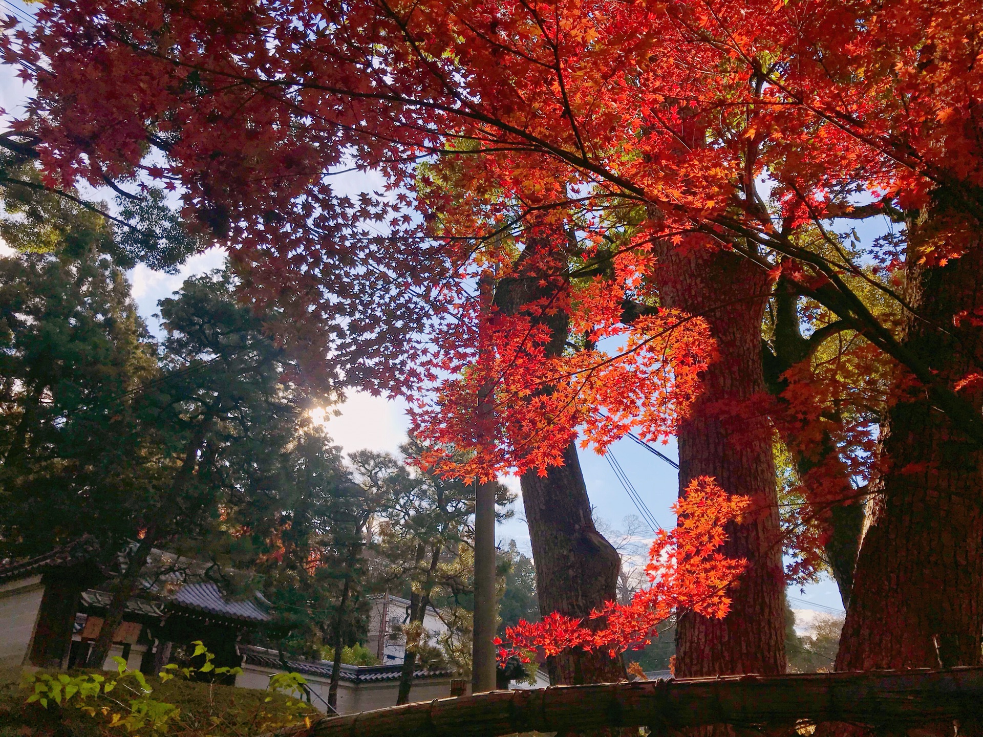 京都自助遊攻略