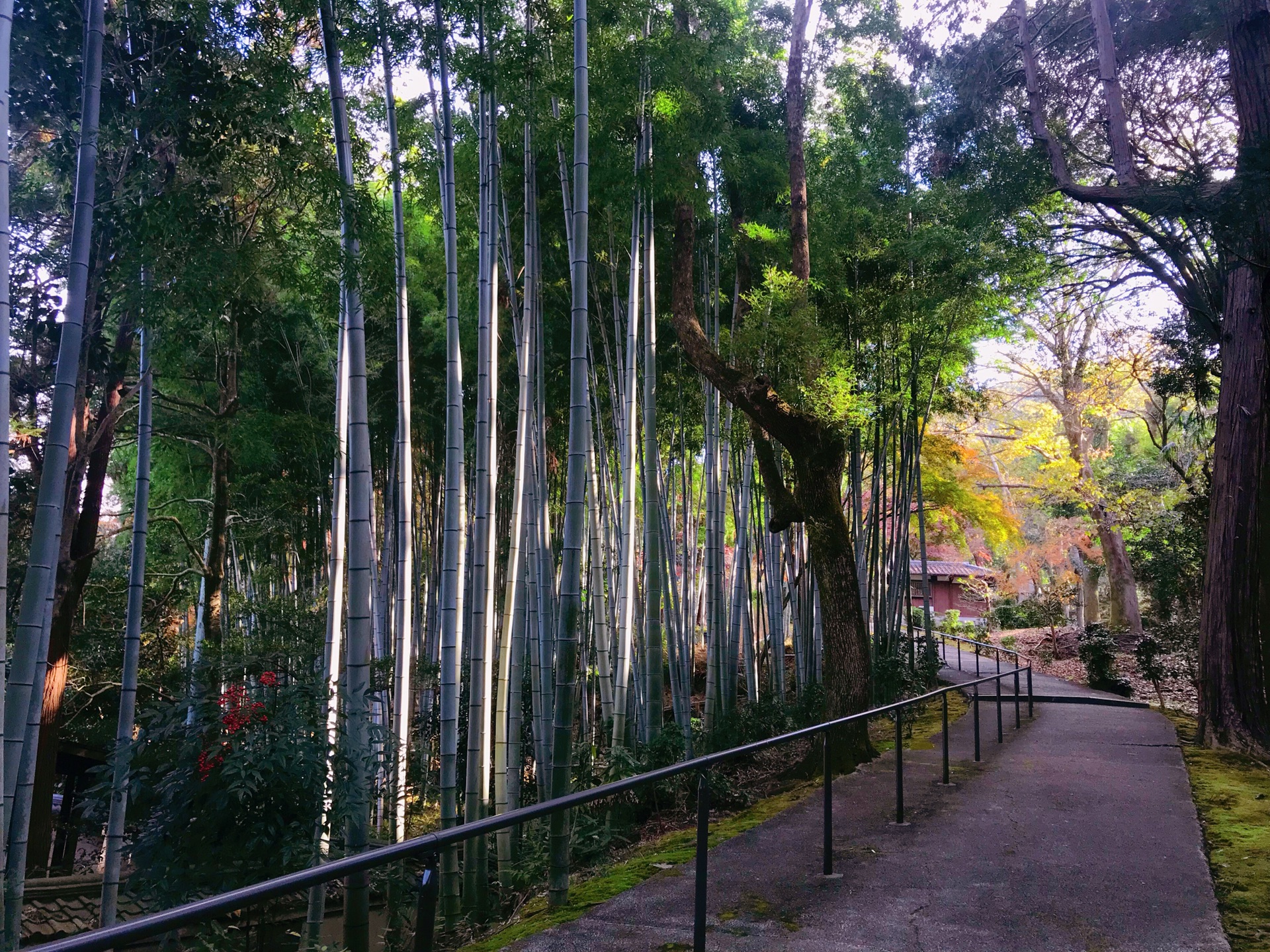 京都自助遊攻略