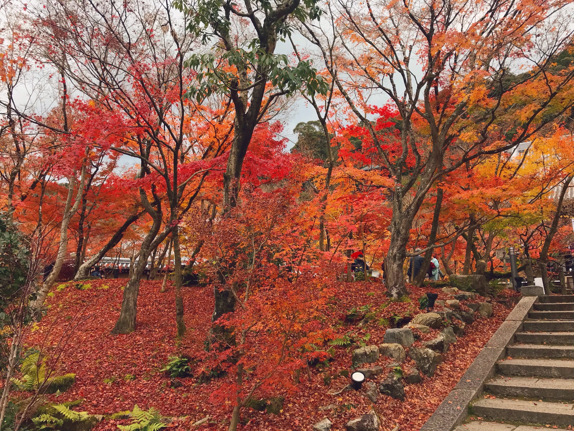 京都自助遊攻略