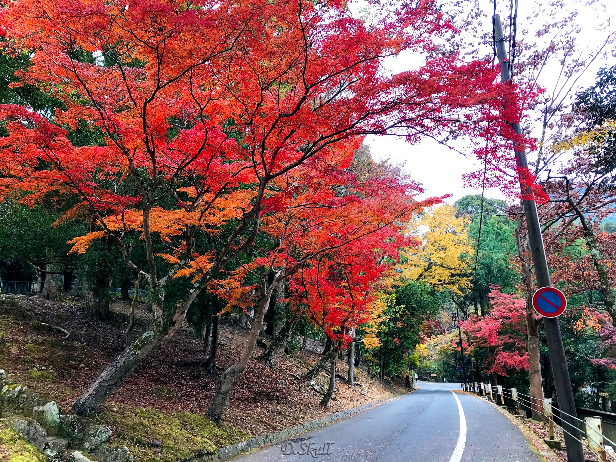 京都自助遊攻略