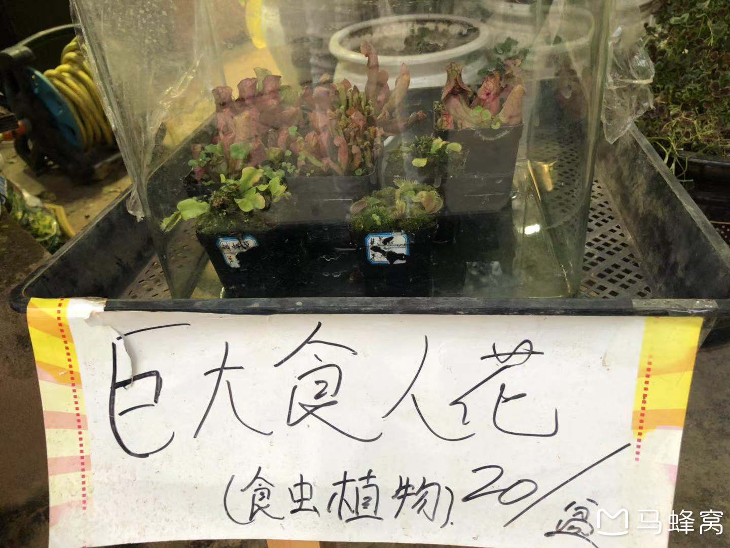 麗江自助遊攻略