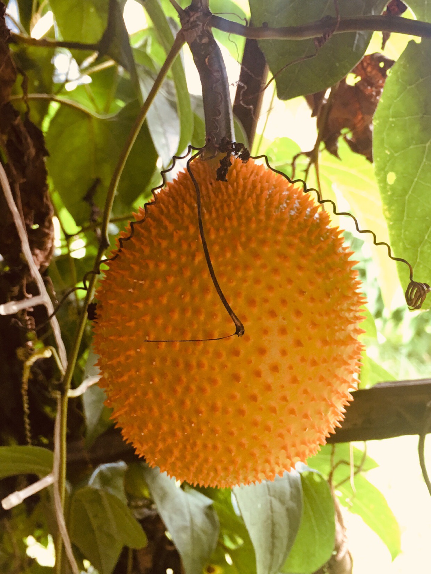 泰国最佳水果不是榴莲芒果,而是最低调的木鳖果(下篇)