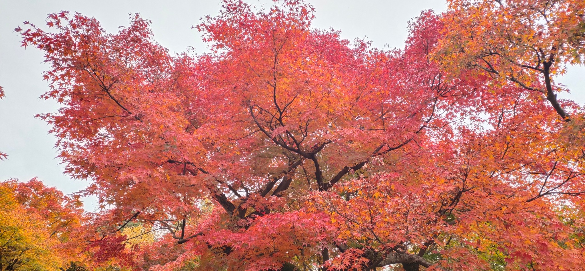 京都自助遊攻略