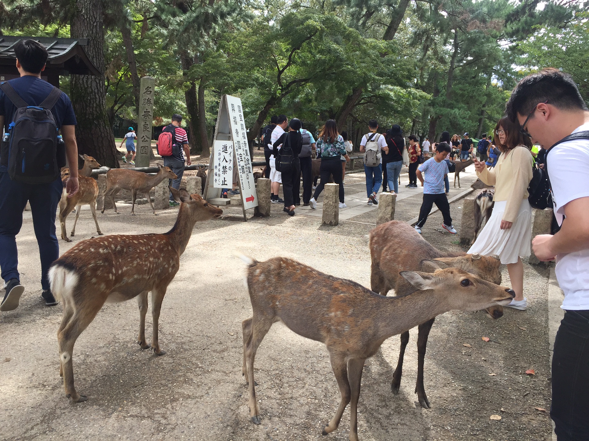 京都自助遊攻略