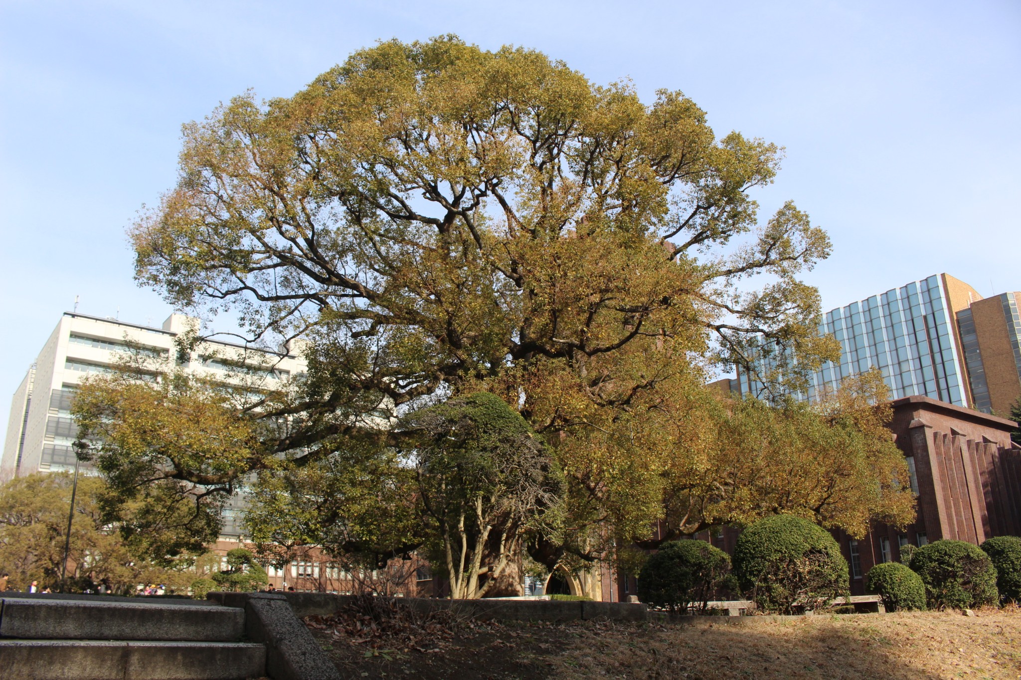 東京自助遊攻略