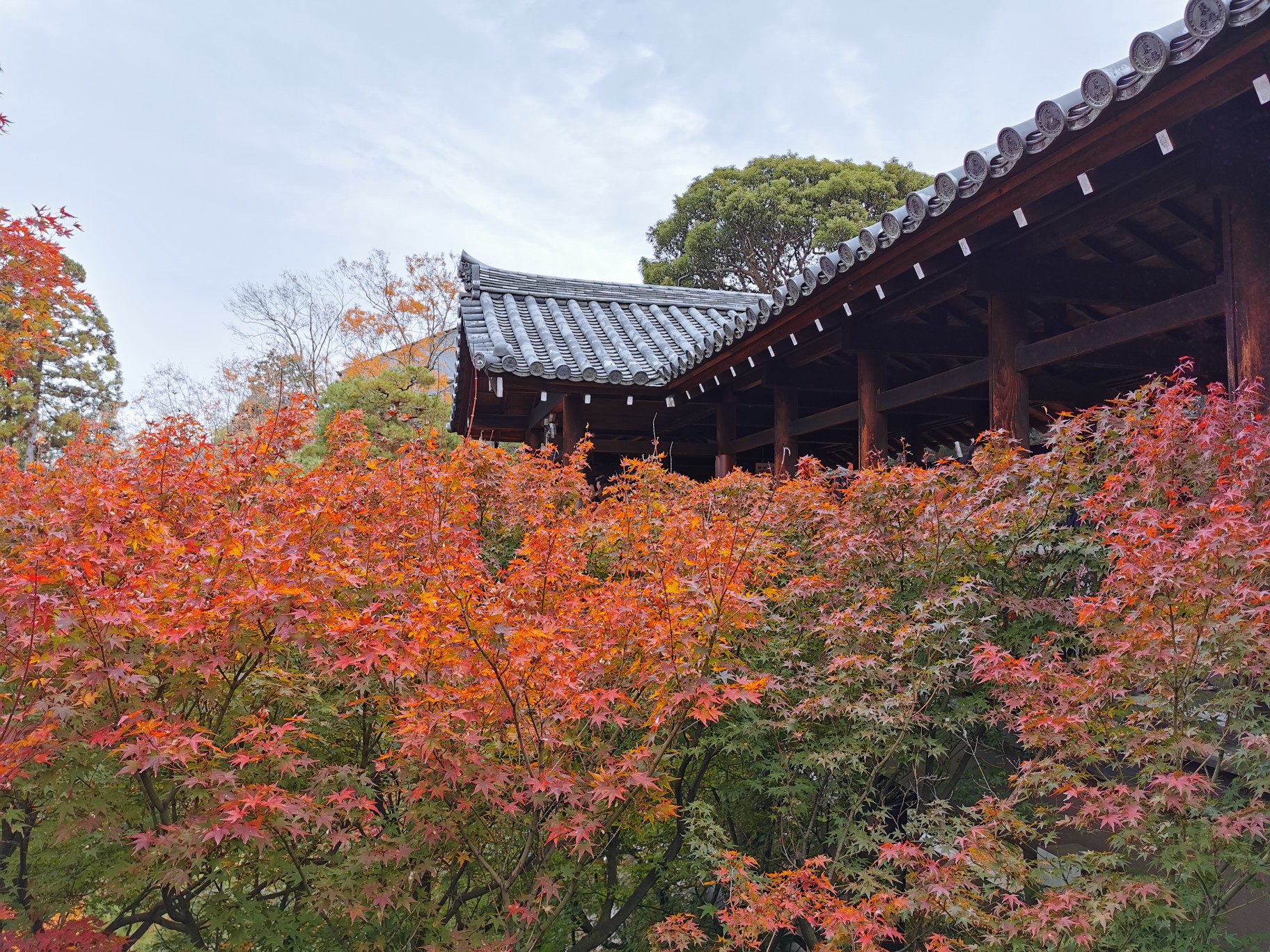 京都自助遊攻略