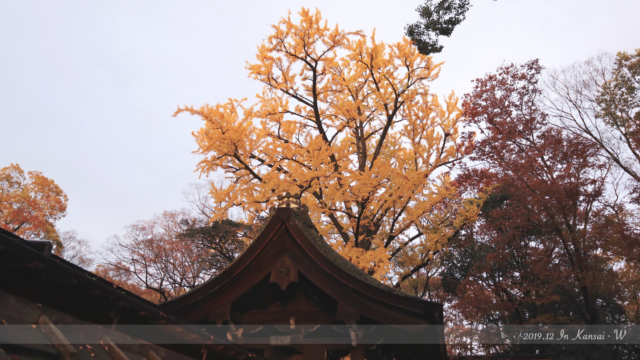 京都自助遊攻略