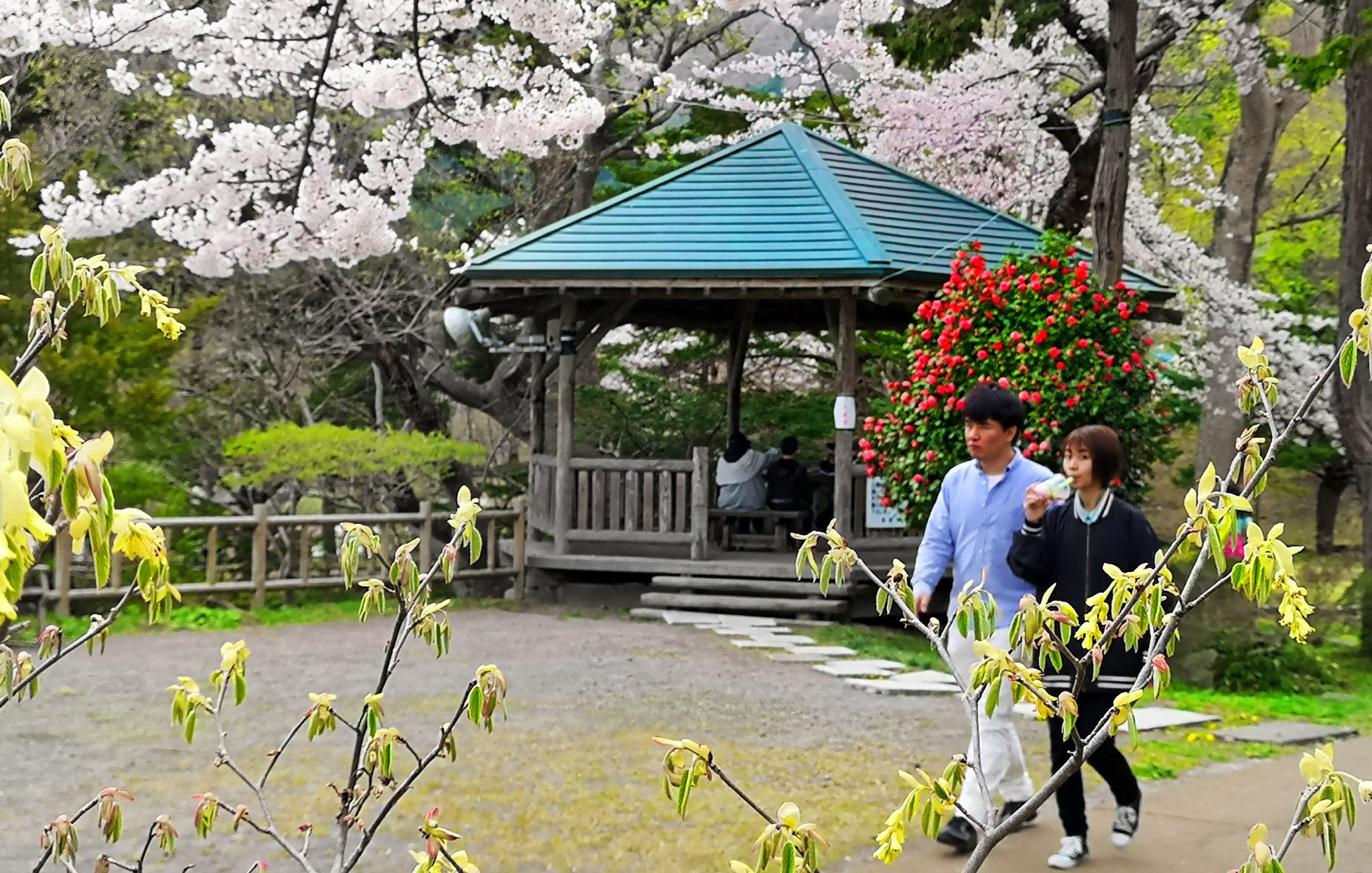 北海道自助遊攻略