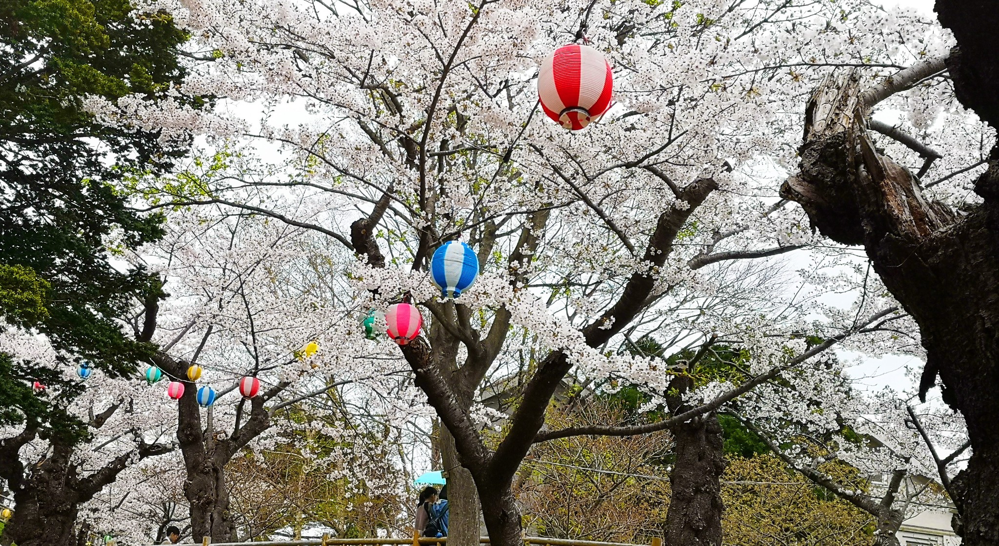 北海道自助遊攻略