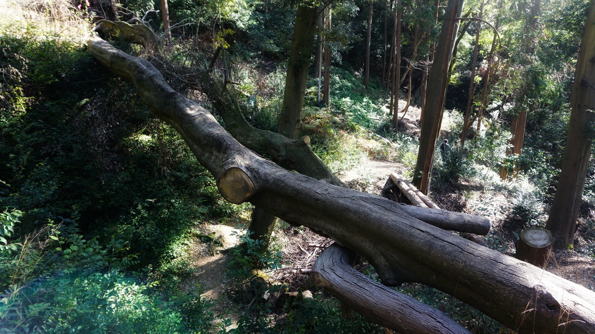 京都自助遊攻略