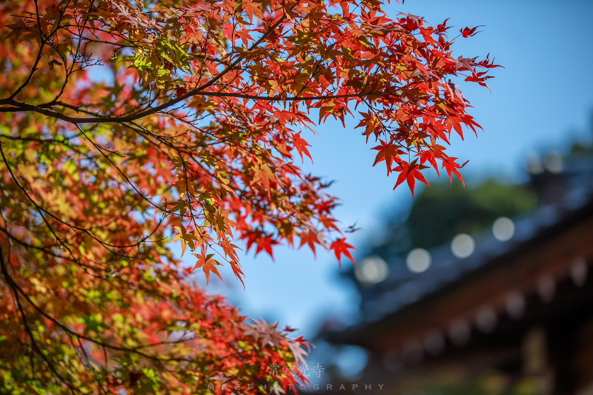 京都自助遊攻略