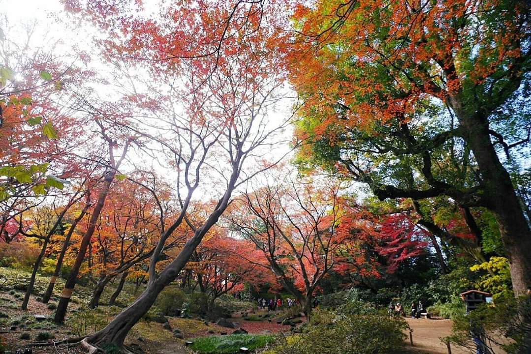 東京自助遊攻略