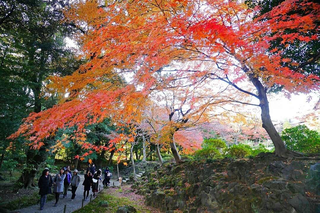 東京自助遊攻略