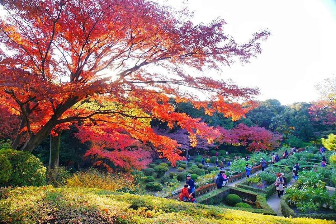 東京自助遊攻略