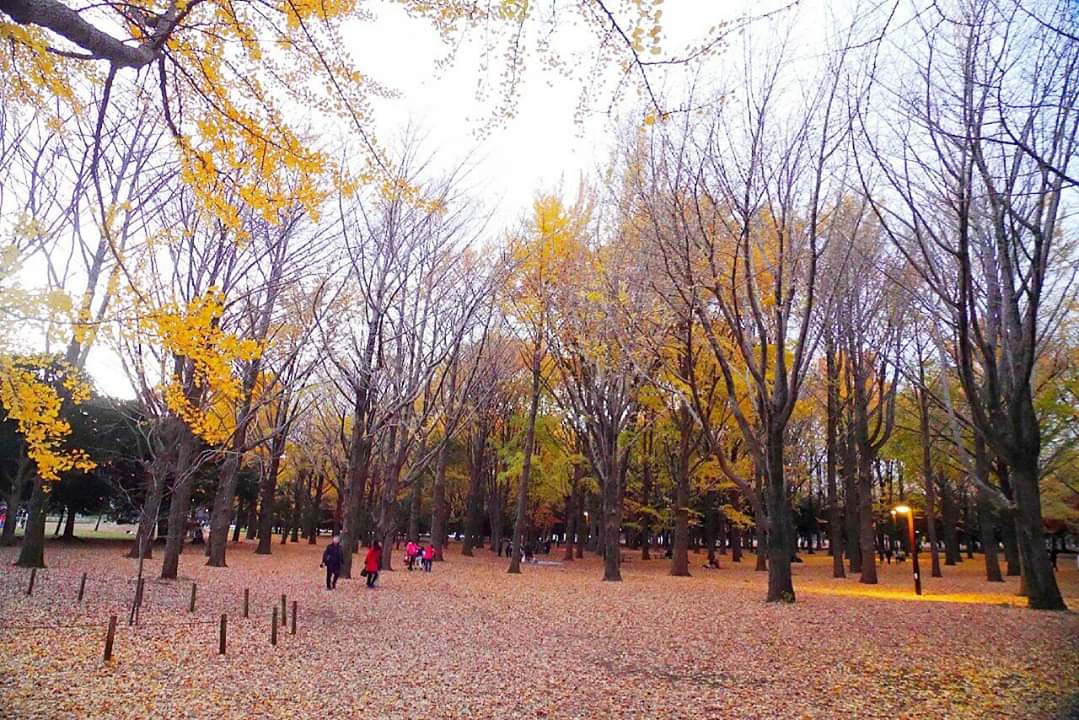 東京自助遊攻略