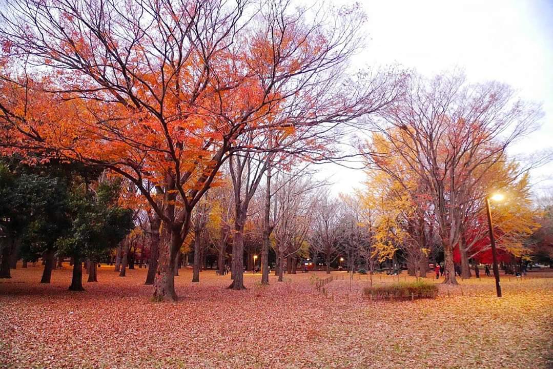 東京自助遊攻略