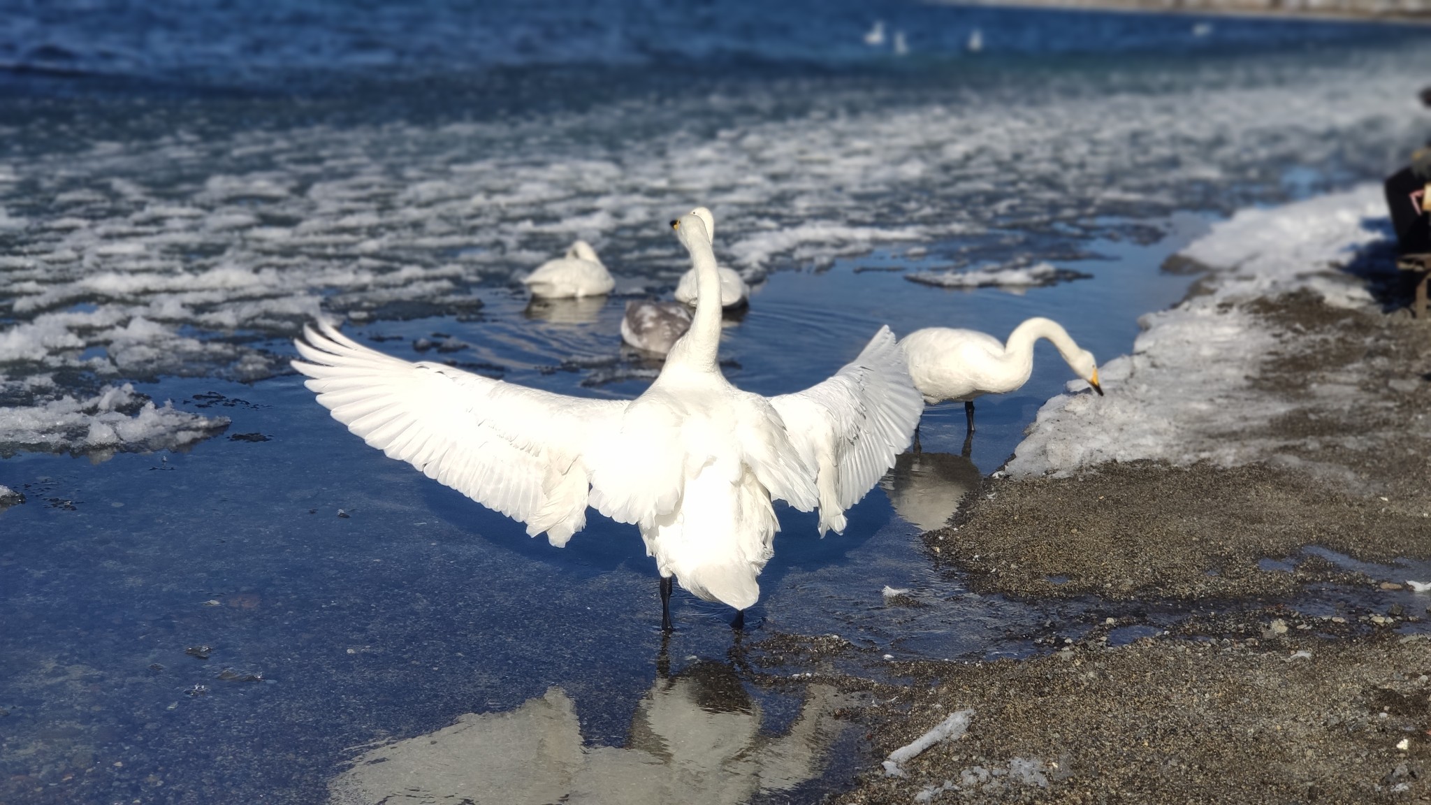 北海道自助遊攻略