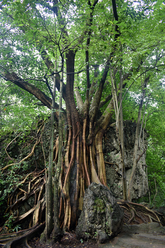 【贵州旅游攻略】贵州黔东南凯里苗寨游【贵阳旅游攻略】