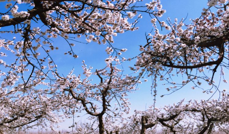 托克逊杏花一日游(赏景踏春 采摘草莓)