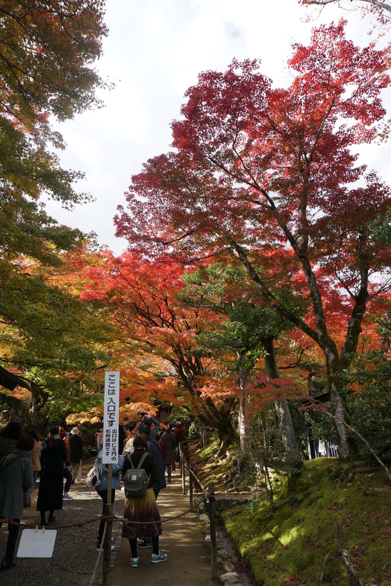 京都自助遊攻略