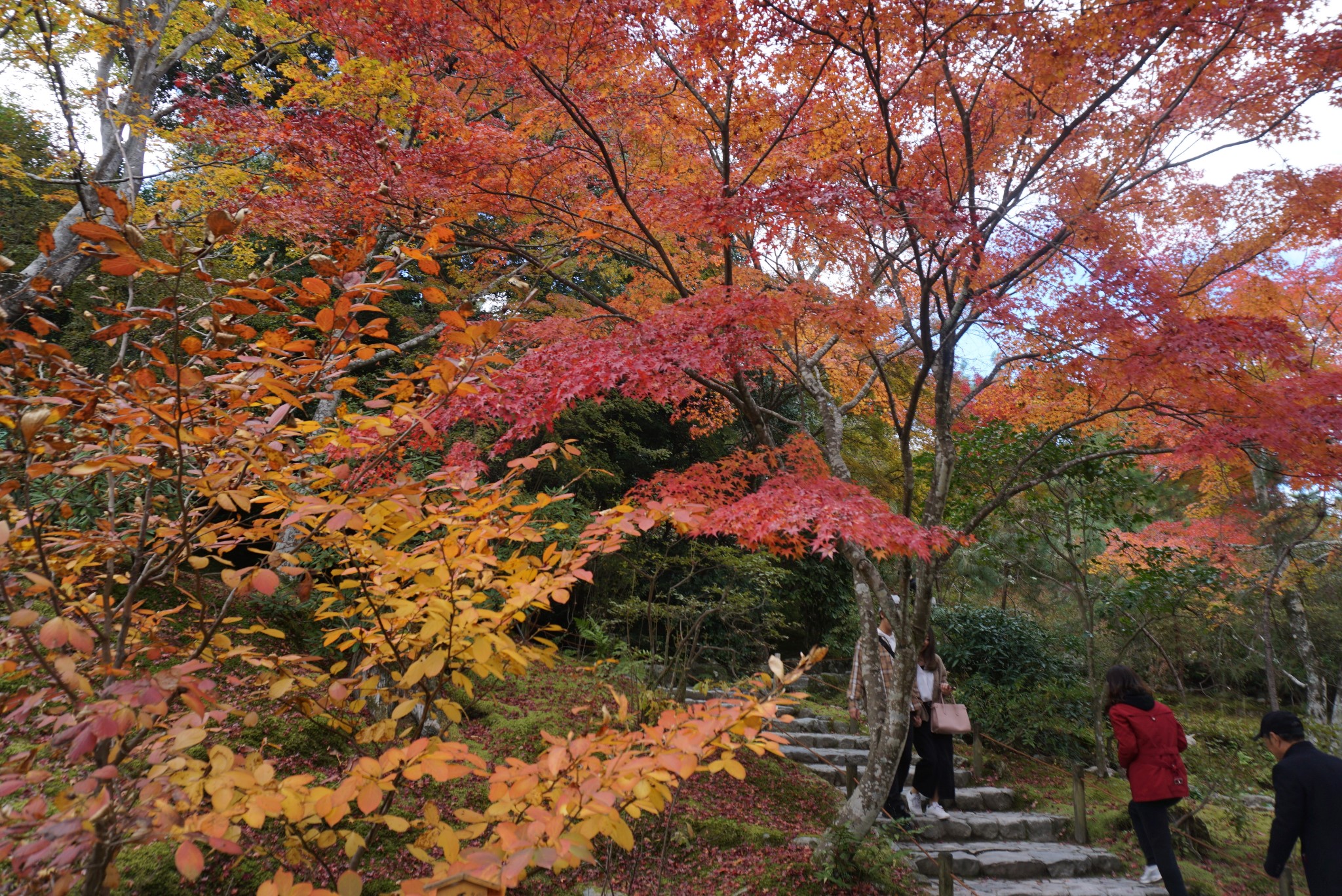 京都自助遊攻略