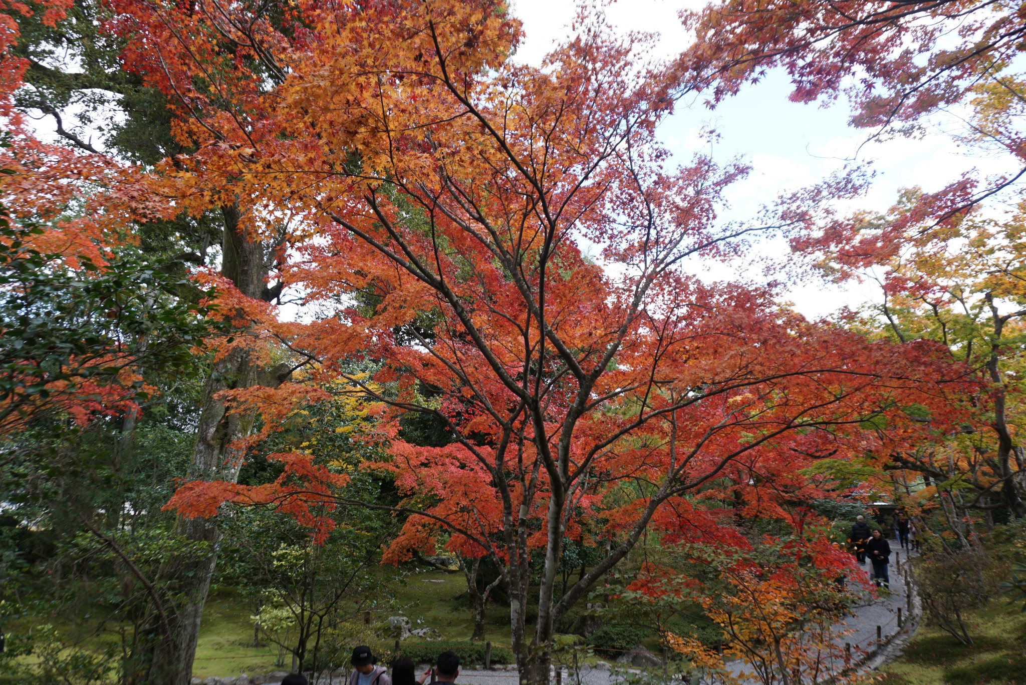 京都自助遊攻略