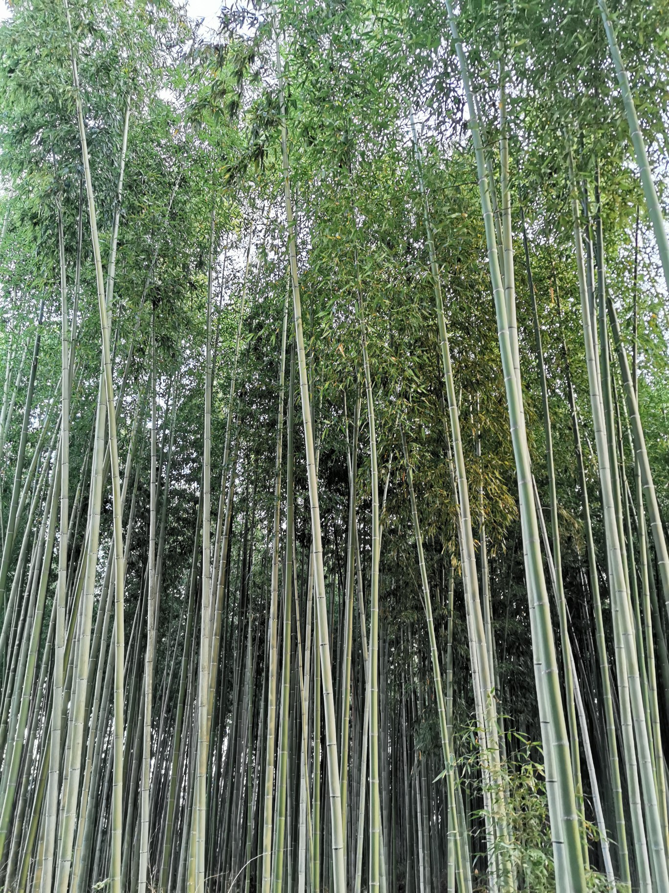 京都自助遊攻略