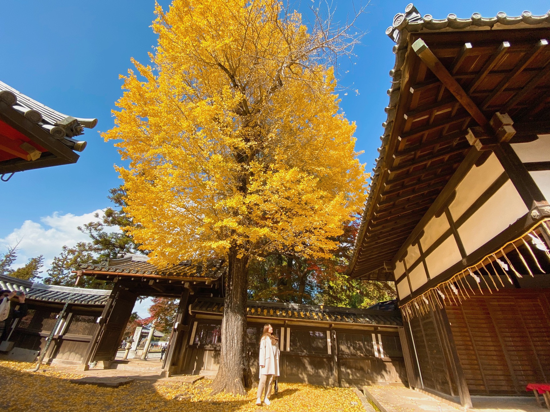 京都自助遊攻略