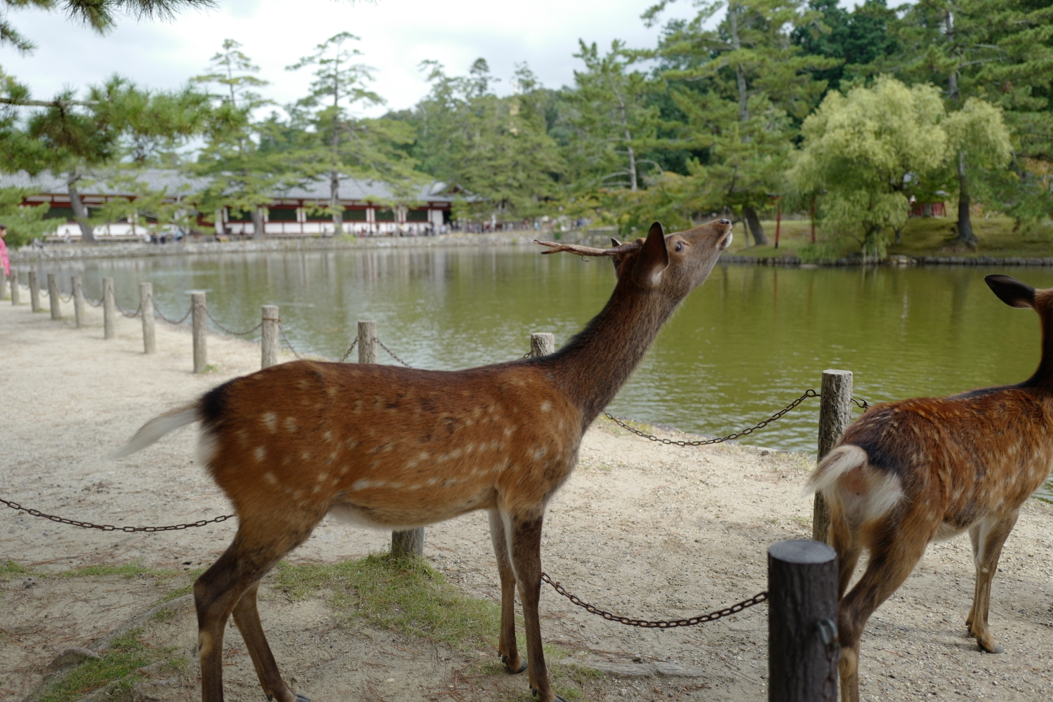 可爱的日本奈良鹿