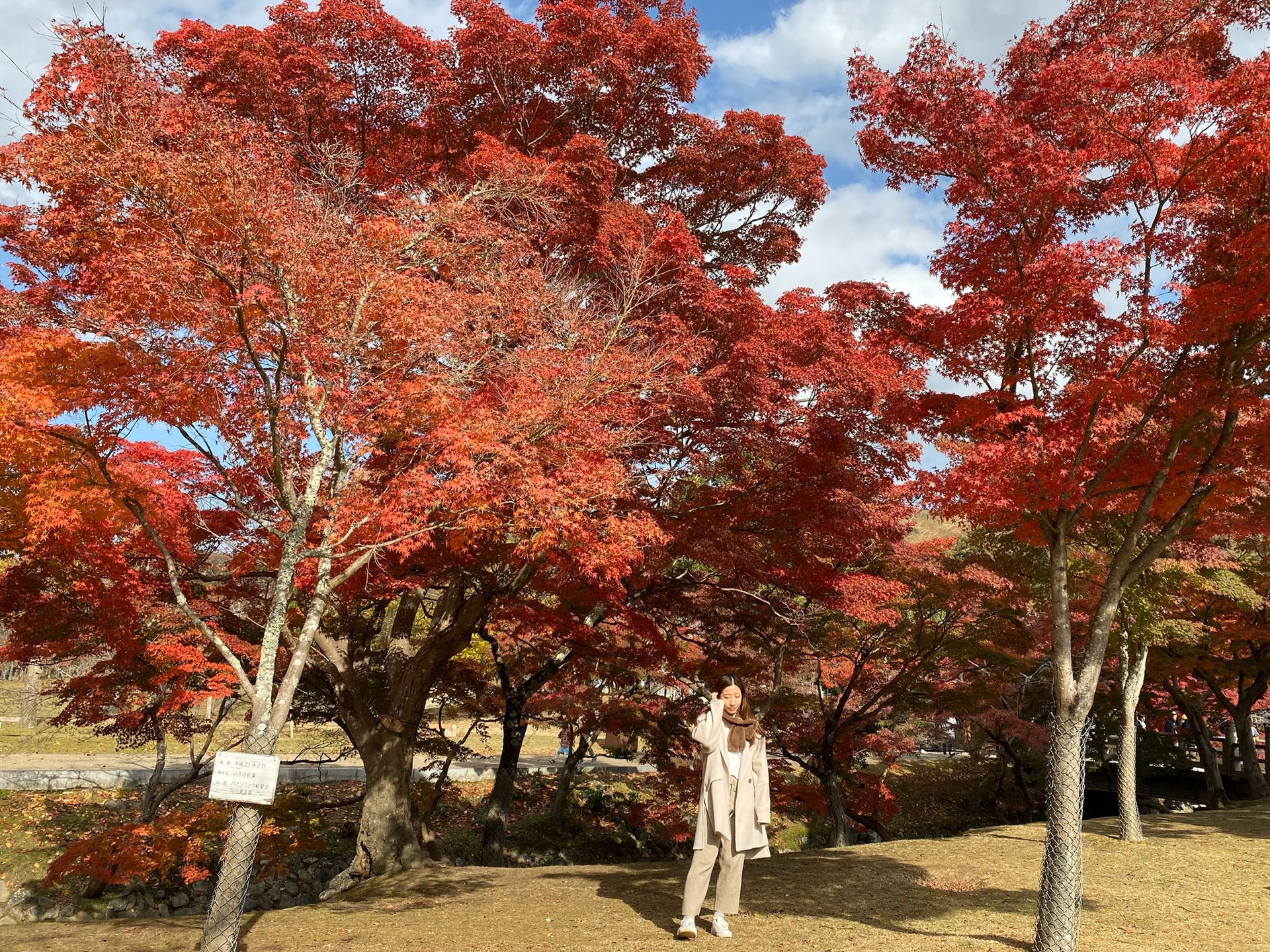 京都自助遊攻略